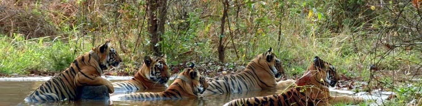 Tadoba