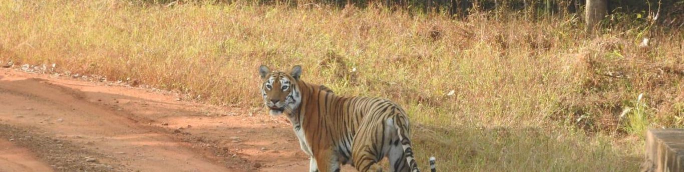 Tadoba
